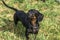 Black Dachshund Dog on Grassy Ground