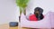 Black dachshund doggy sits in purple dog bed running away