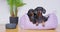 Black dachshund dogs sit in purple bed on floor in room