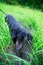 Black dachshund hunting closeup among the green grass