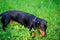 Black dachshund hunting among the green grass
