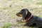 Black dachshund laying on the grass and marking on the side