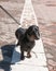 Black dachshund on polar circle in Rovaniemi, Finland