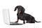 Black dachshund puppy working on a computer