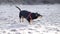 Black dachshund with red harness running free on sandy beach