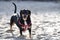 Black dachshund with red harness running free on sandy beach