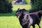 Black dachshund with red leash