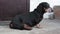 Black dachshund rests on the concrete side view