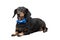 Black Dachshund Wearing Blue Bow Tie Isolated On White With Copyspace