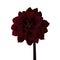 Black Dahlia, dark red flower. Many petals, long stem, flora.