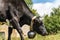 Black dairy cow with cowbell grazing in Italian Alps