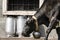 Black dairy cow with milk cans and cowbell