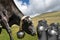 Black dairy cow with milk cans and cowbell in mountain