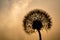 Black dandelion contour on a golden background of the setting sun. With bokeh on a yellow background. Macro. Near