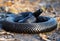 Black dangerous snake at forest curled up in a ball