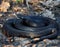 Black dangerous snake at forest at the leaves curled up in a ball