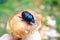 Black or dark blue dung beetle on brown cep mushroom