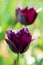 Black dark purple frayed tulip in nature - shallow depth of field