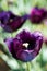 Black dark purple frayed tulip in nature - shallow depth of field