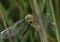 Black Darter Dragonfly