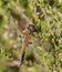 Black darter dragonfly macro