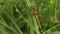 A Black Darter Dragonfly, Sympetrum danae, perched on a blade of grass.