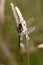 Black Darter - Sympetrum danae