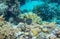 Black dascillus in coral reef underwater photo. Tropical fish in natural environment. Coral fish undersea