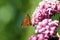 Black Dash Skipper Butterfly on Milkweed   601412