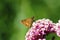 Black Dash Skipper Butterfly on Milkweed   601418