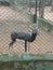 Black deer in cage