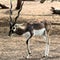 Black deer and its horns