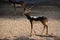 Black Deer Rotating, Tal Chapar, Churu, Rajasthan, India