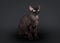 Black devon rex cat