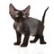 Black devon rex kitten