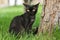 Black devon rex kitten walking on grass