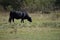Black Dexter bull in a Pasture
