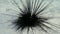 Black diadem sea urchin. Echinothrix diadema.