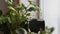 Black diffuser with home plants. Air Humidification. Black humidifier works, there is steam