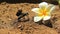 Black Digger Wasp with Frangipani