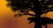 Black dinosaur roaring under a dark tree during sunset sunrise time