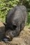 Black dirty Vietnamese pig close-up