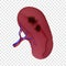 Black disease of spleen icon, realistic style