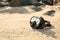 Black diving mask on the sand.