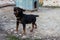 Black Doberman barking on the chain showing teeth and his anger