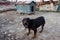 Black Doberman barking on the chain showing teeth and his anger