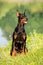 Black doberman portrait in summer