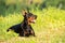 Black doberman portrait in summer lies on