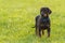 Black doberman puppy on the grass