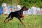 Black doberman running